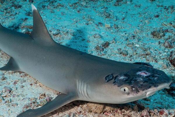 NOVA BOLEST HARA OKEANOM: Naučnici ne znaju o čemu se radi, a posledice su vidljive golim okom