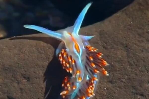 ONO ŠTO MAJKA PRIRODA STVORI TO NIKO DRUGI NE MOŽE: Neverovatna lepota podvodnog sveta! (VIDEO)
