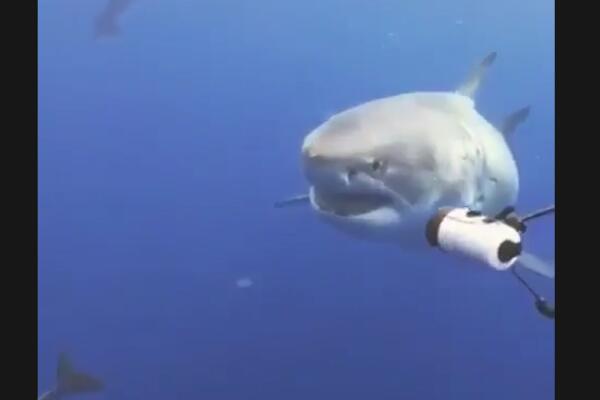 ZARONIO JE A ISPRED KAMERE MU SE POJAVILA VELIKA BELA AJKULA: Ono što dolazi slediće vas potpuno (VIDEO)