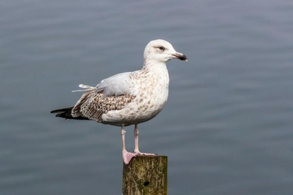 DAVID ZAPREPASTIO NASTRANIM ČINOM, MORBIDNIJE OD OVOGA NISTE ČULI: U sve bio uključen i GALEB, kamere snimile SVE