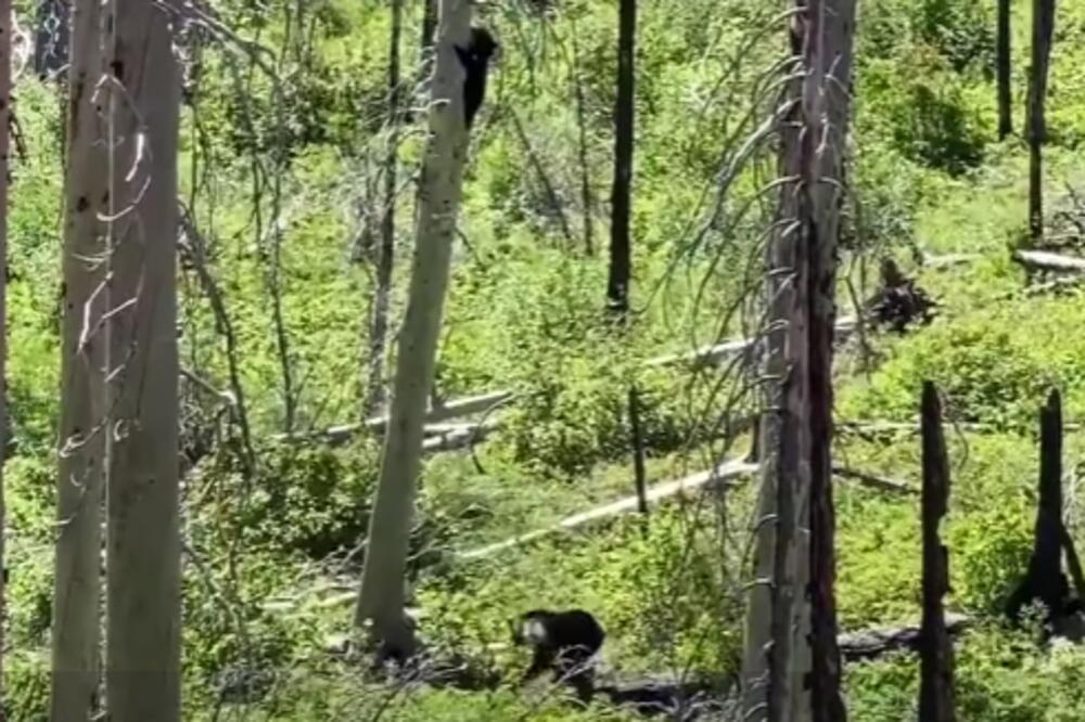 NEVEROVATNO! Pogledajte šta se dešava kada se sretnu GLADNI GRIZLI i CRNI MEDVED (VIDEO)