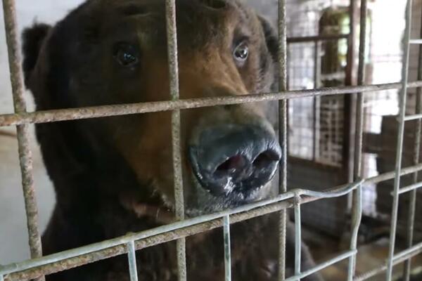 UZGAJALIŠTE DIVLJIH MEDVEDA U BISTRICI: Emin ih ne bi prodao ni po koju cenu, a jedu sve (VIDEO)