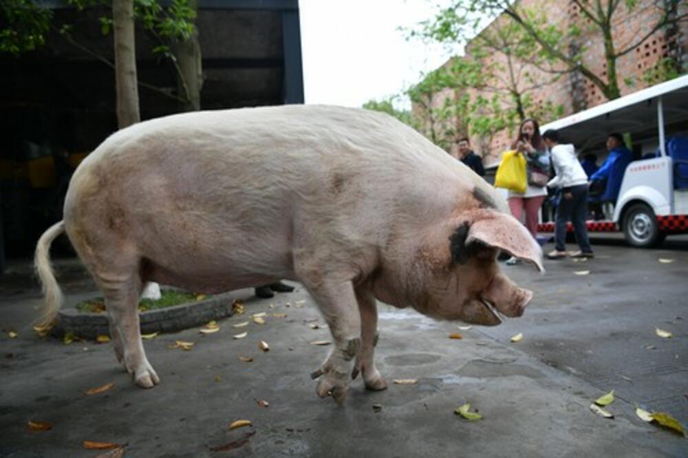 NEOBIČAN SNIMAK KRUŽI INTERNETOM: Krmača pobegla niz ulicu, SVI JE ganjaju!