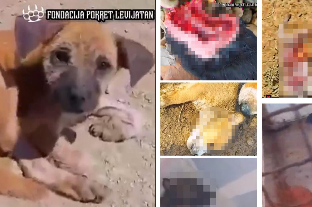 LEVIJATAN OBJAVIO STRAŠAN SNIMAK: Bolesni psi leže u izmetu, JEDU SOPSTVENU ŠTENAD, HOROR! (UZNEMIRUJUĆI VIDEO)