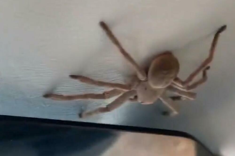 DOBRO MU SRCE NIJE STALO! Ogroman PAUK se spustio na PILOTA, panika, panika među LJUDIMA (VIDEO)