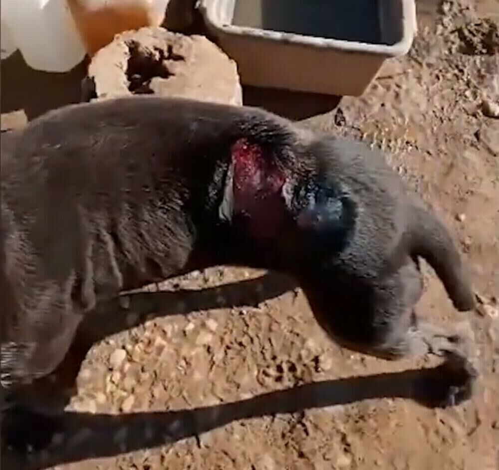 Hapšenje, Monstrum, Policija