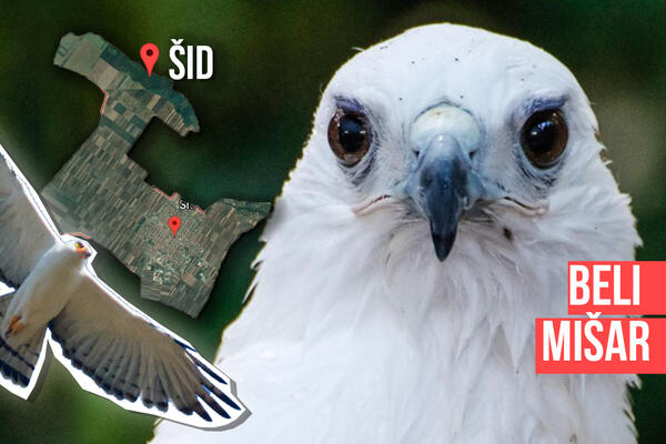 BELI MIŠAR SNIMLJEN U OKOLINI ŠIDA! Ova ptica ima nedostatak crnog pigmenta i melanina!