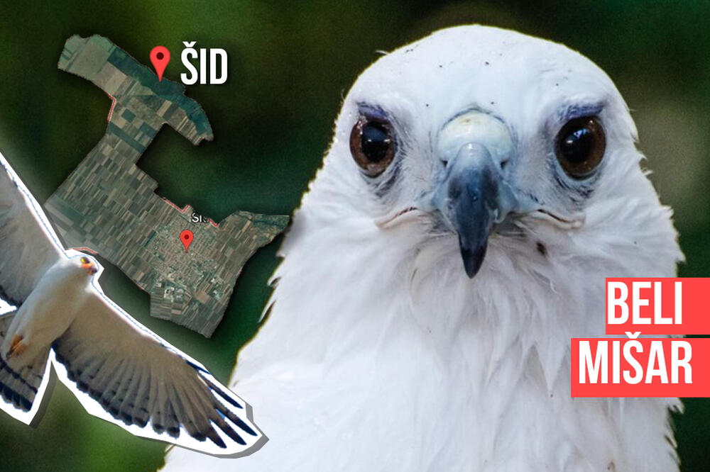 BELI MIŠAR SNIMLJEN U OKOLINI ŠIDA! Ova ptica ima nedostatak crnog pigmenta i melanina!