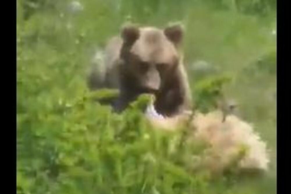 STRAVIČAN SNIMAK IZ SELA MUDRIKE! Medved napao ovcu i ŽIVU JE JEDE pred uplašenim meštanima! (VIDEO)
