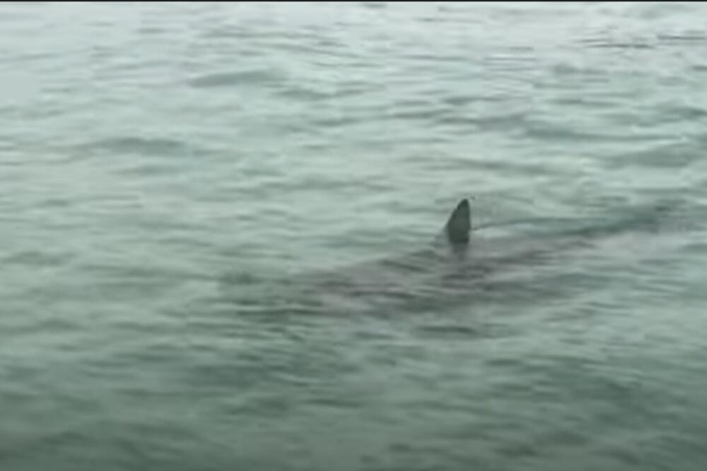 NEZVANI GOSTI! Ajkule ČEKIĆARE se odomaćile i DOŠLE DO SAME OBALE da se malo druže sa ljudima (VIDEO)