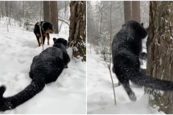 ŠTA SE DESI KADA SE SRETNU ROTVAJLER I PANTER? Nećete verovati sopstvenim očima (VIDEO)