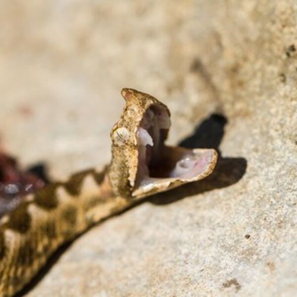 "POSTOJI OPASNOST OD GUBITKA NOGE": Devojčicu na Hvaru ujeo poskok, a onda joj se desio pravi horor