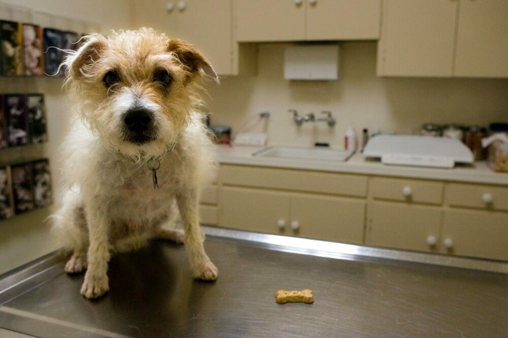 MONSTRUOZNO: JOŠ JEDAN ISKASAPLJENI PAS! Ženka pronađena OBEŠENA U ŠUMI, sa odsečenim repom! STOP NASILJU!