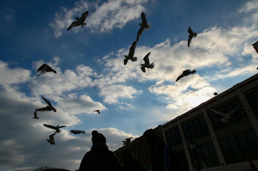 PONOVO POMOR PTICA U SRBIJI: 123 vrste u riziku od IŠČEZAVANJA!