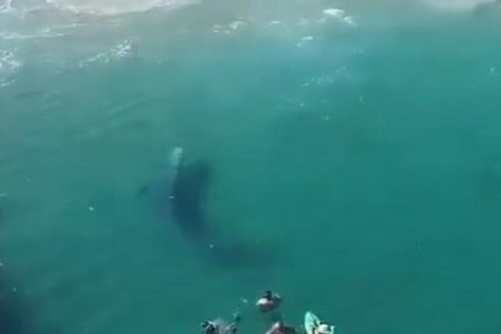 KUPALI SU SE U PLIĆAKU, I NISU VIDELI DŽINOVSKU ŽIVOTINJU OD 10 METARA kako pliva pored njih! (VIDEO)