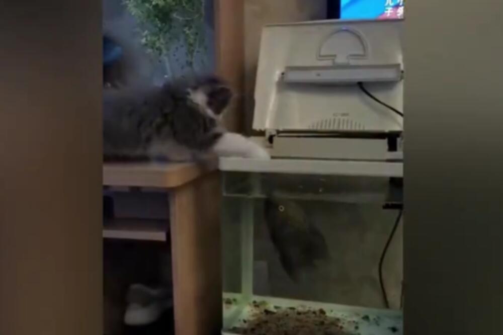 MIJAOO, POJEDE MI ŠAPU! Riba SUROVO kaznila mačku koja joj je dirala vodu u akvarijumu (VIDEO)