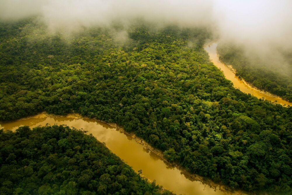 Amazon, Šuma