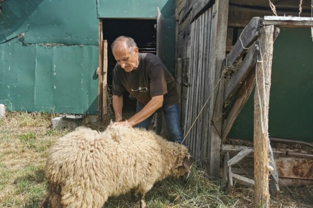 MILAN OŠIŠA 500 OVACA TOKOM JEDNE SEZONE! Ovim poslom niko neće da se bavi, a zaradi se i do 1.000 EVRA! (FOTO)