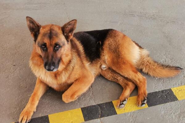 PRIČA SA SREĆNIM KRAJEM: Pas Đango nakon 20 dana na veoma čudan način pronašao svoje vlasnike