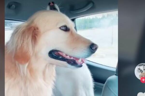 DVA HASKIJA SU ZAPEVALA, A GLEDAJTE SAMO ŠTA URADI ZLATNI RETRIVER: Ludorija koja će vam ulepšati dan! (VIDEO)