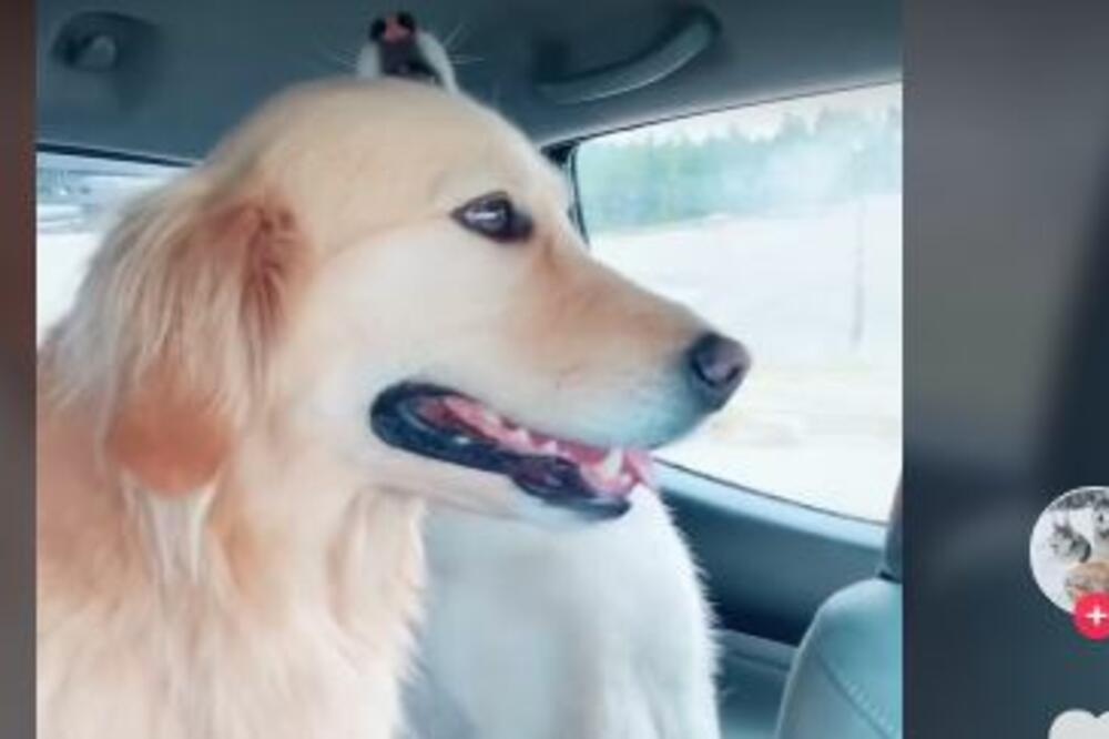 DVA HASKIJA SU ZAPEVALA, A GLEDAJTE SAMO ŠTA URADI ZLATNI RETRIVER: Ludorija koja će vam ulepšati dan! (VIDEO)