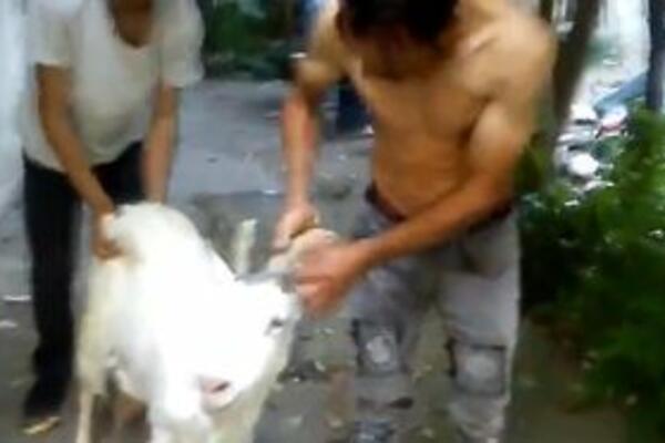 HOROR, KLANICA U BLIZINI HRAMA SVETOG SAVE! Muče i KOLJU životinje usred belog dana, ovo je PAKAO! (VIDEO)