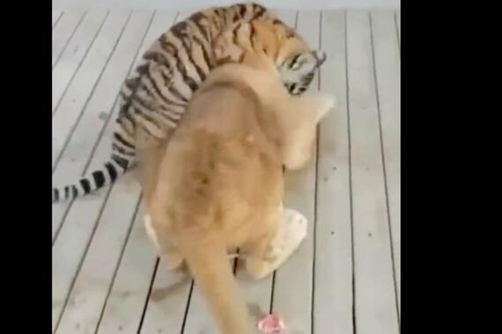 ŽESTOK OBRAČUN LAVA I TIGRA OKO HRANE! Šta mislite, KO JE POBEDIO? (VIDEO)