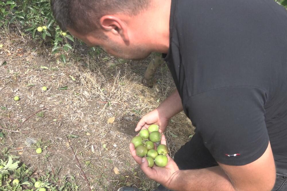 KATASTROFA U ČAČKU: Oluja je uništila neke voćnjake, ljudi su očajni, najgore su prošle jabuke (FOTO)