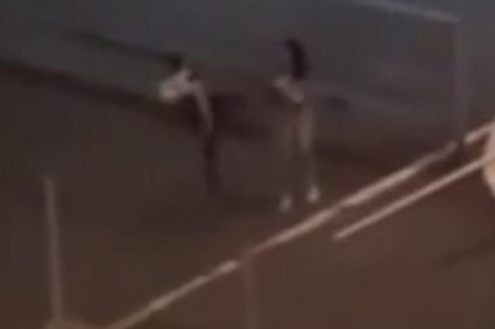 OVAKO SE BRANIO NASILNIK SA SNIMKA KOJI JE UZNEMIRIO SRBIJU! Šutnuo devojku, pa se "prao" BLJUVOTINAMA! SRAMI SE!