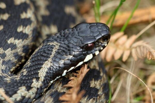 ČAČANIN PRONAŠAO ZMIJU OTROVNICU ISPRED KUĆE: "Sve će više da se pojavljuju..." - Šta se dešava, zar U OVO DOBA?!