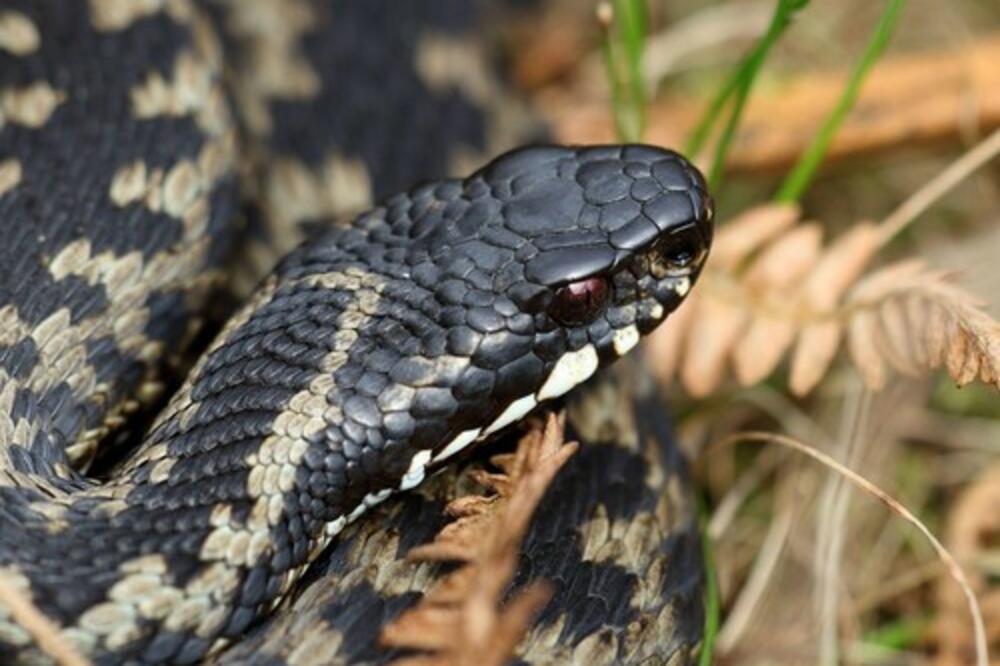 POLJOPRIVREDNIK IZ BOGATIĆA JEDVA PREŽIVEO UJED ZMIJE, PA NAGRABUSIO: Mora da plati 7.000 evra, kakav rasplet!