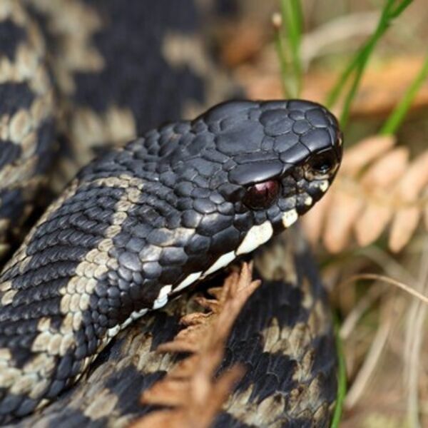 ČAČANIN PRONAŠAO ZMIJU OTROVNICU ISPRED KUĆE: "Sve će više da se pojavljuju..." - Šta se dešava, zar U OVO DOBA?!