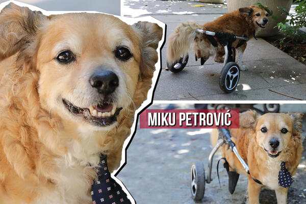 PRE GODINU DANA JE DOŽIVEO MOŽDANI UDAR, UMESTO NOGU IMA KOLICA: Miku je ubedljivo najhrabriji pas u Srbiji! (FOTO)