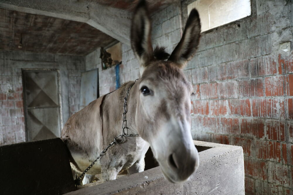 Sara u svojoj štali