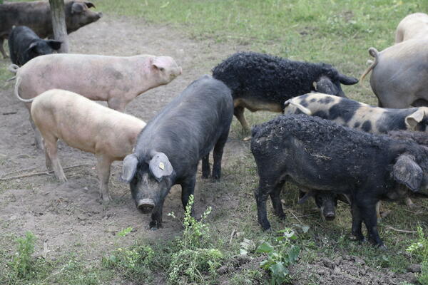 VIDEO JE ČOPOR SVINJA U SVOM DVORIŠTU I HTEO JE DA IH ISTERA: Ubrzo je shvatio da mu je to bila njaveća greška ikad
