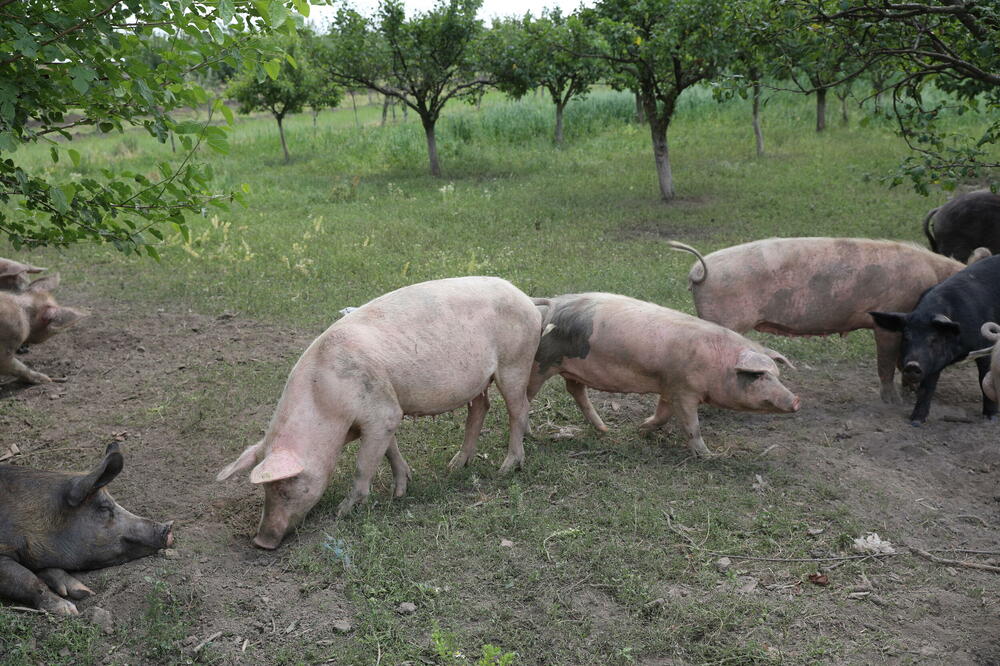 SLEDI POPIS SVIH GAZDINSTAVA NA KOJIMA SE UZGAJAJU: Čačanski kraj žarište AFRIČKE KUGE SVINJA