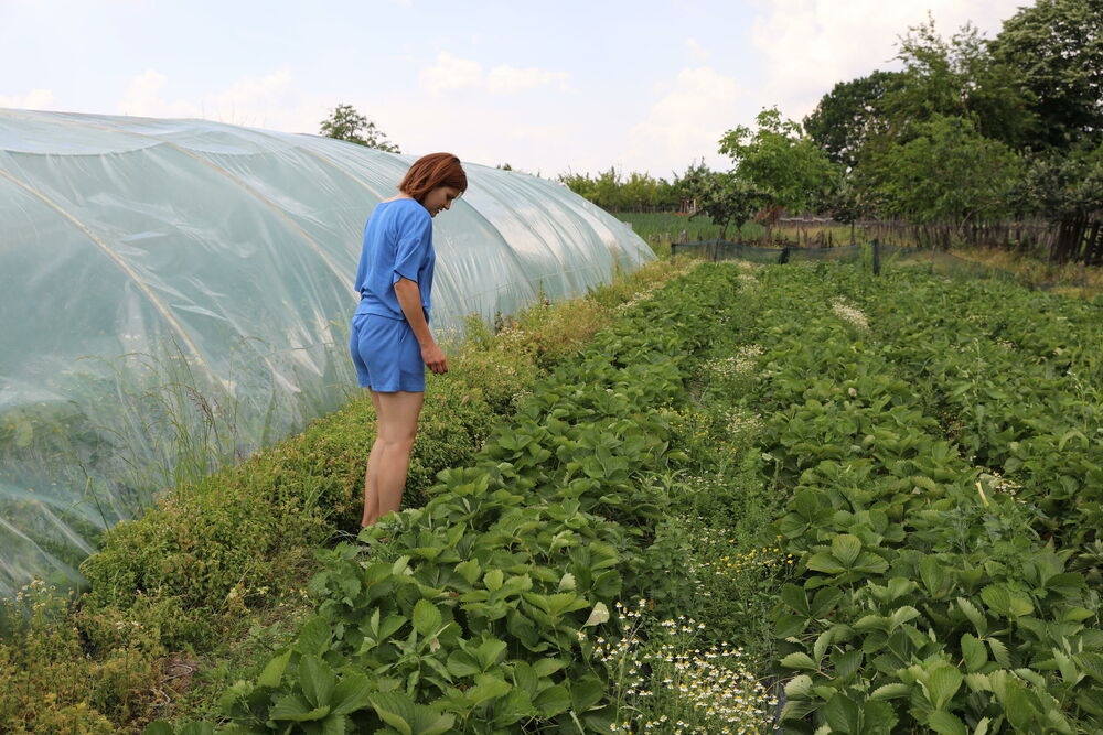 Jagode preslatke i preukusne, mušterije same biraju