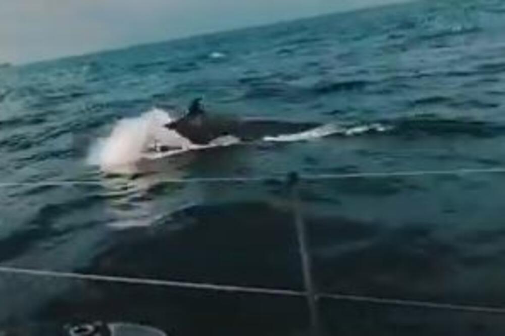 KITOVI UBICE NAPALI BRITANCE I TO NJIH 30! Sve je snimljeno i ZASTRAŠUJUĆE JE! (VIDEO)