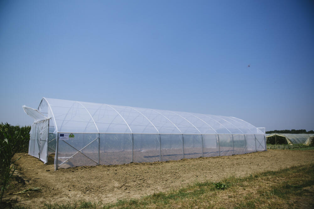 SAVA POSEJAO OVU BILJKU IZ RADOZNALOSTI: Koliko bi mogao da zaradi od nje?