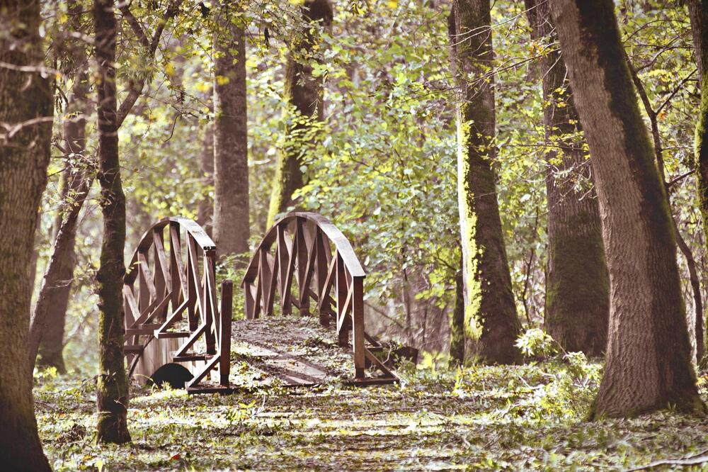 ALEKSANDAR IGRAO KARTE S PRIJATELJIMA, DRVO PALO NA NJEGA I UBILO GA: Jezivi detalji tragedije u Obrenovcu