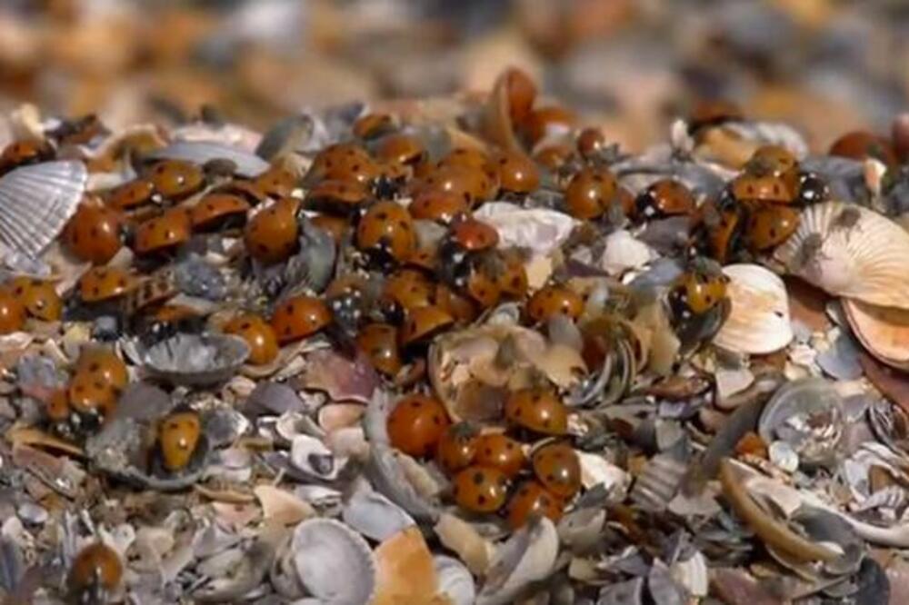 AKO STE SANJALI BUBAMARE DOBRO OBRATITE PAŽNJU NA OVO: One vam PRENOSE jasnu PORUKU, od ovoga NE OKREĆITE GLAVU