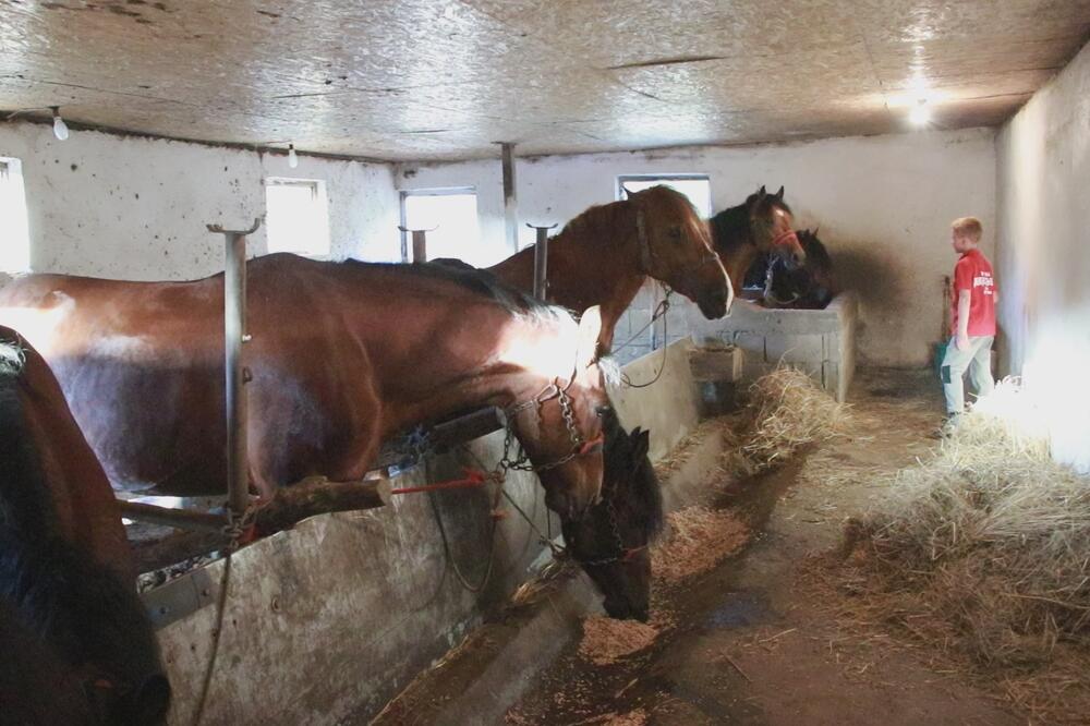 HAOS NA FIJAKERIJADI U BOGATIĆU: Kobila odjednom POBESNELA pa napala čoveka