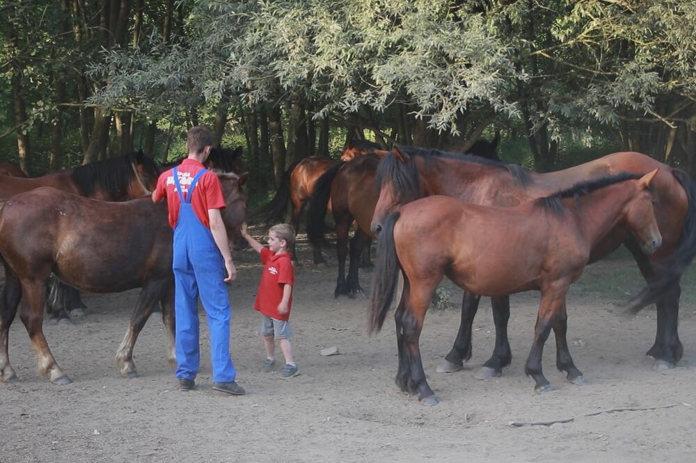 PROŠLOG JUNA VODA IM JE SVE ODNELA, A SAD SE KRDO KONJA PONOVO KREĆE IMANJEM: Milosavljevići pobedili nevolju! FOTO