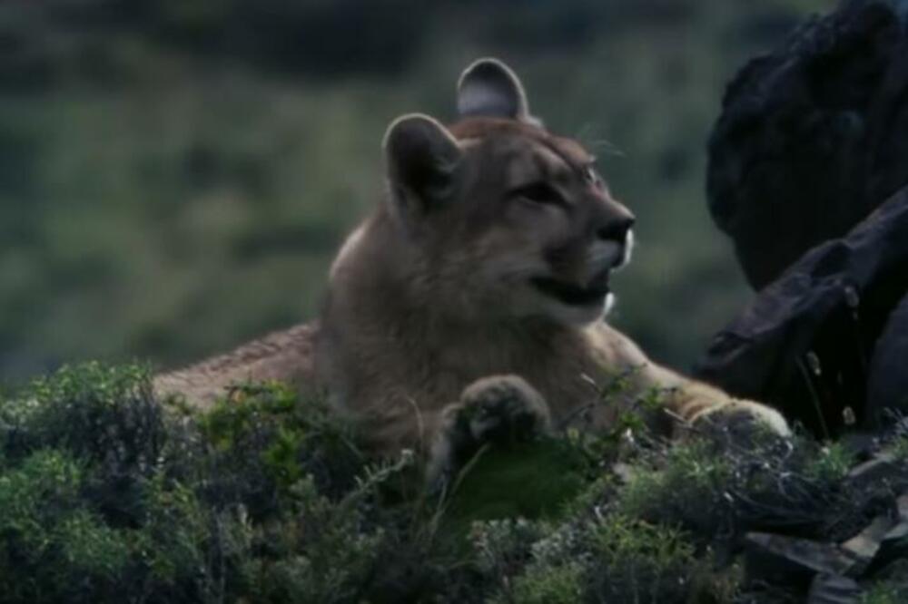 PUMA NAPALA DEČAKA (7) DOK SE IGRAO USRED GRADA: Vlada opšta PANIKA, divlja zver još uvek na SLOBODI! (FOTO)