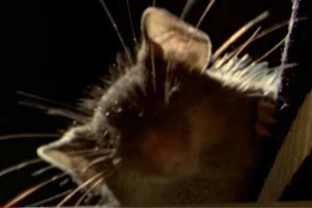 MIŠ KOJI JE IZUMRO PRE 150 GODINA PRONAĐEN ŽIV! Fascinantno otkriće naučnika!