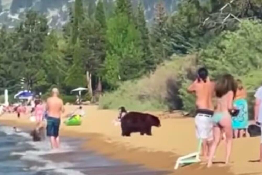 MEDVEDI ULETELI NA PREPUNU PLAŽU: Kupali se i ponašali kao PSI, naučnici otkrivaju RAZLOG pitomog PONAŠANJA (VIDEO)