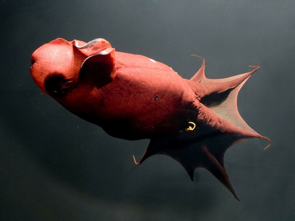 Okean, More, Ribe, Ronilac, Ajkula, Olupine