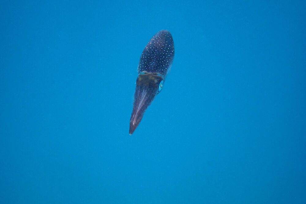 Okean, More, Ribe, Ronilac, Ajkula, Olupine