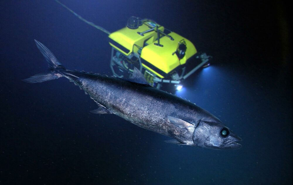 Okean, More, Ribe, Ronilac, Ajkula, Olupine