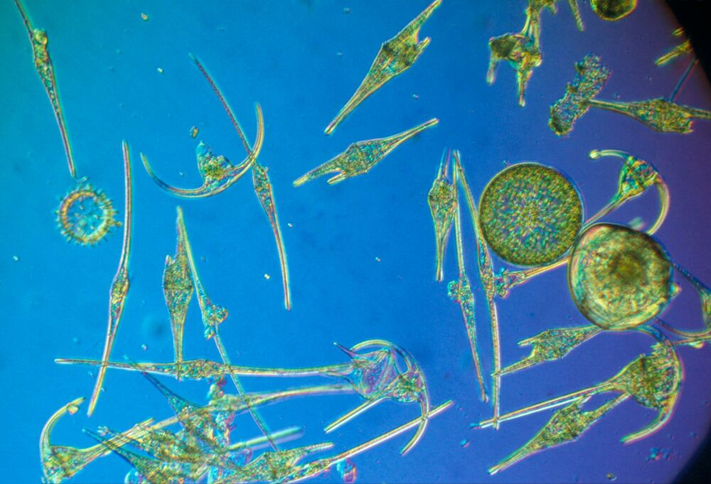 Okean, More, Ribe, Ronilac, Ajkula, Olupine